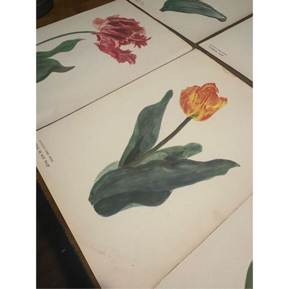 Flowers Drawn by Arlette Davids Text by Princess Bibesco prints Red  10x14” - Picture 8 of 12